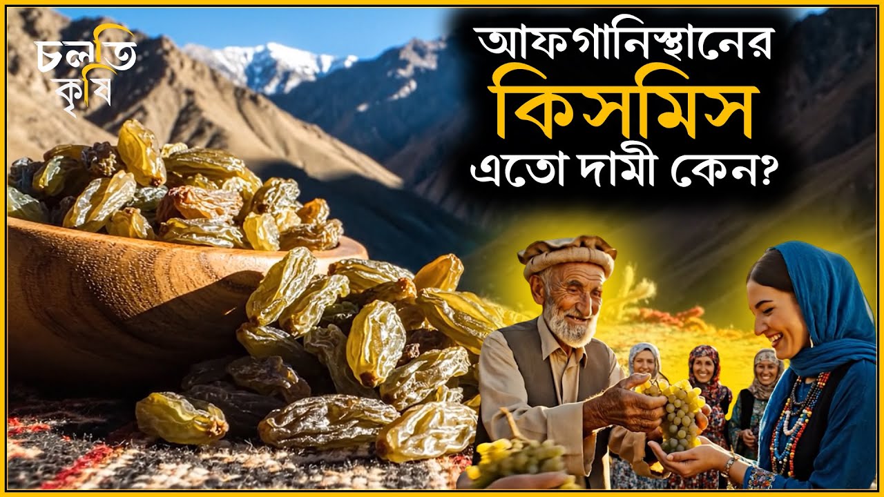 আফগানিস্থানে কিসমিস বিপ্লব | চলতি কৃষি