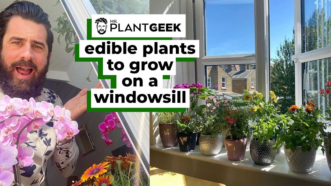 Edible plants to grow indoors on a windowsill | Mr Plant Geek