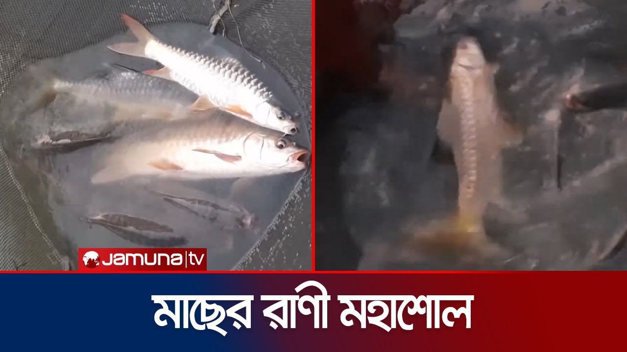 ঐতিহ্যবাহী মহাশোল  মাছ আবার বাঙালির পাতে ফেরার সম্ভাবনা | Mohashol Fish | Jamuna TV