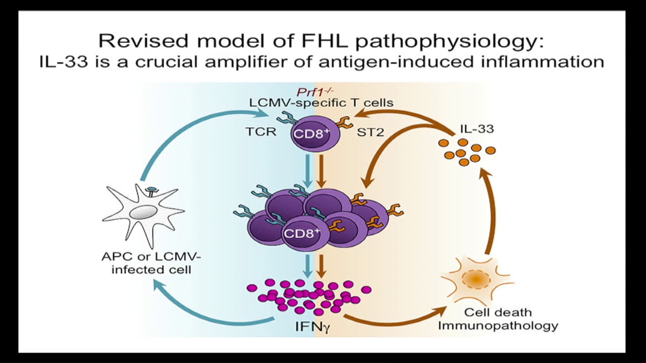 IL33 controls pathogenic IFNg in HLH - Ed Behrens
