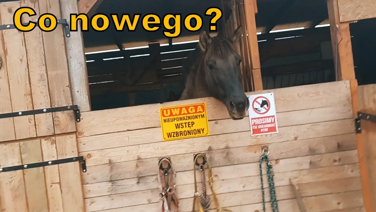 Co się dzieje u moich koników?