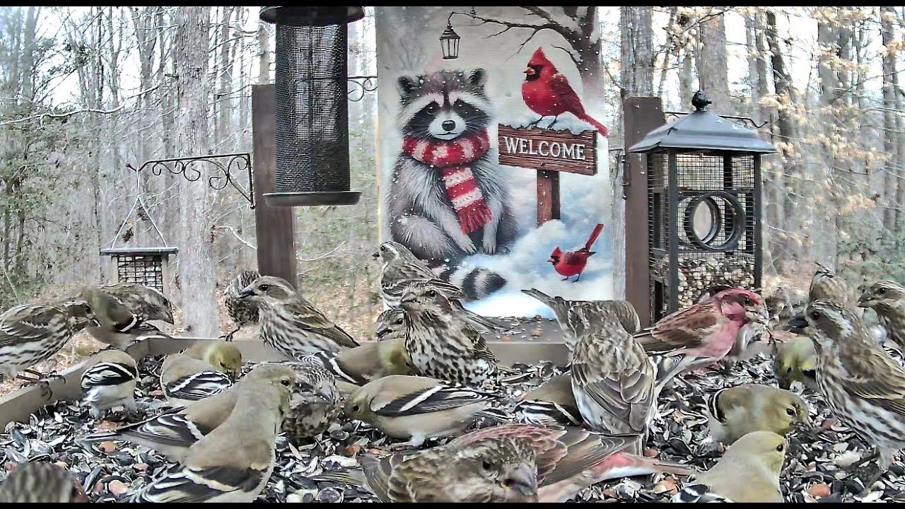 LIVE STREAM ** BOTB Main Feeding Platform Camera ** 2/18/2026