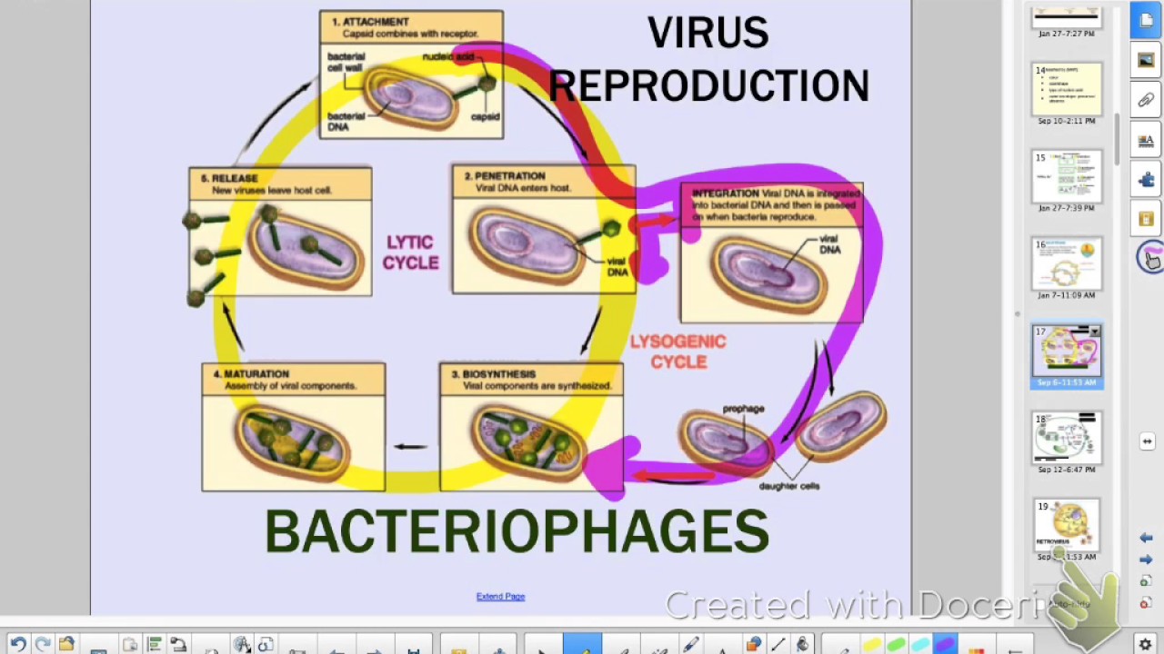 APBio Ch 20: Virus