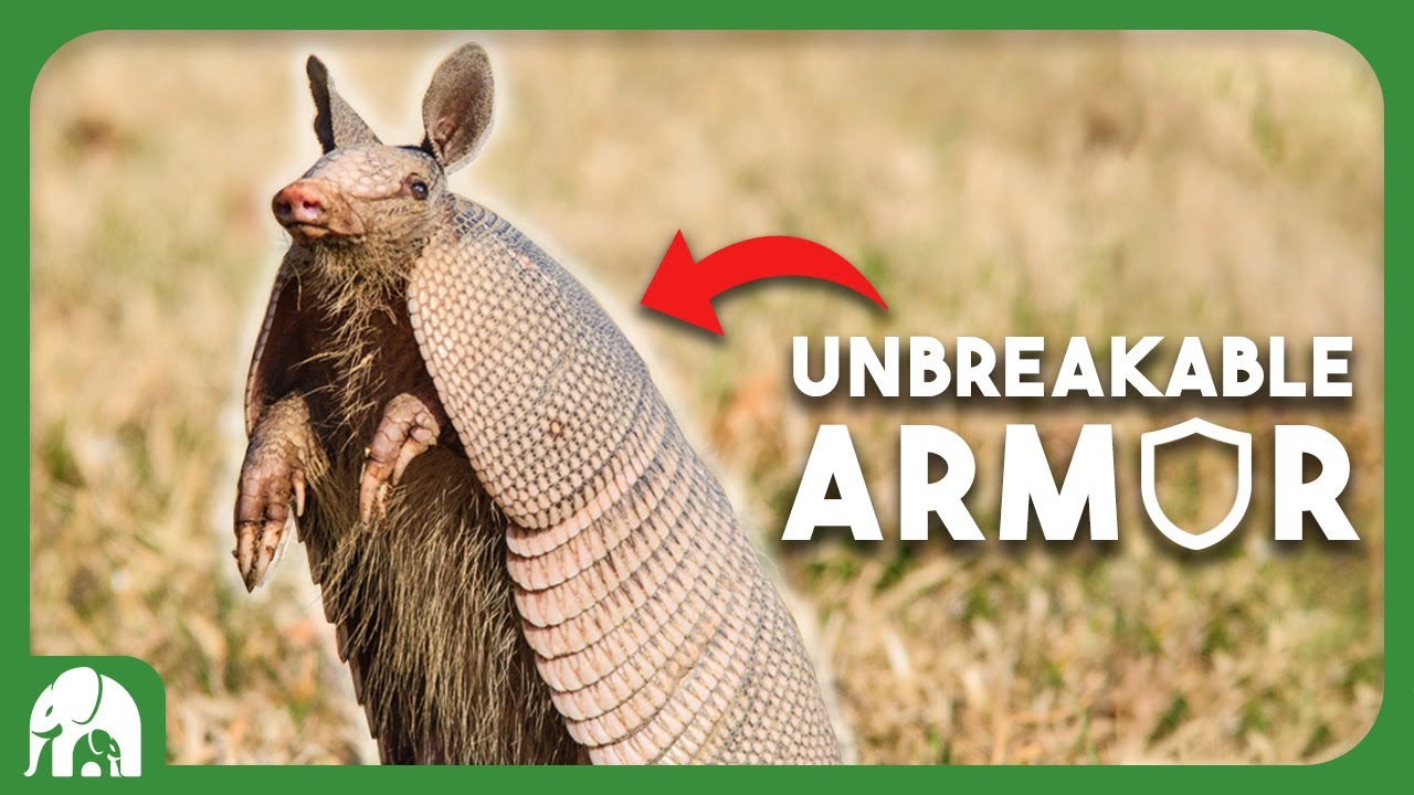 Armored Titans: Discover the Unbelievable Defense of Armadillos