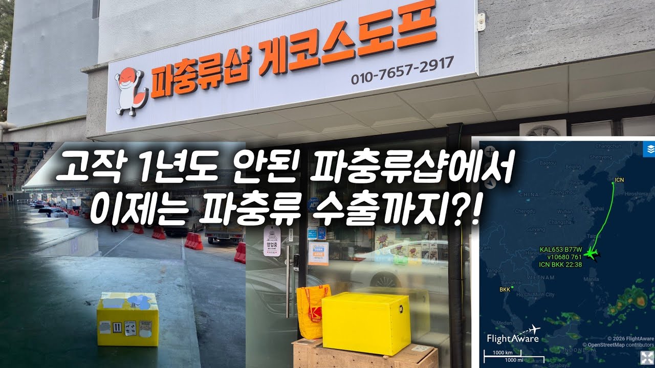 인천 부평 파충류샵 게코스도프 이제는 수출까지?!