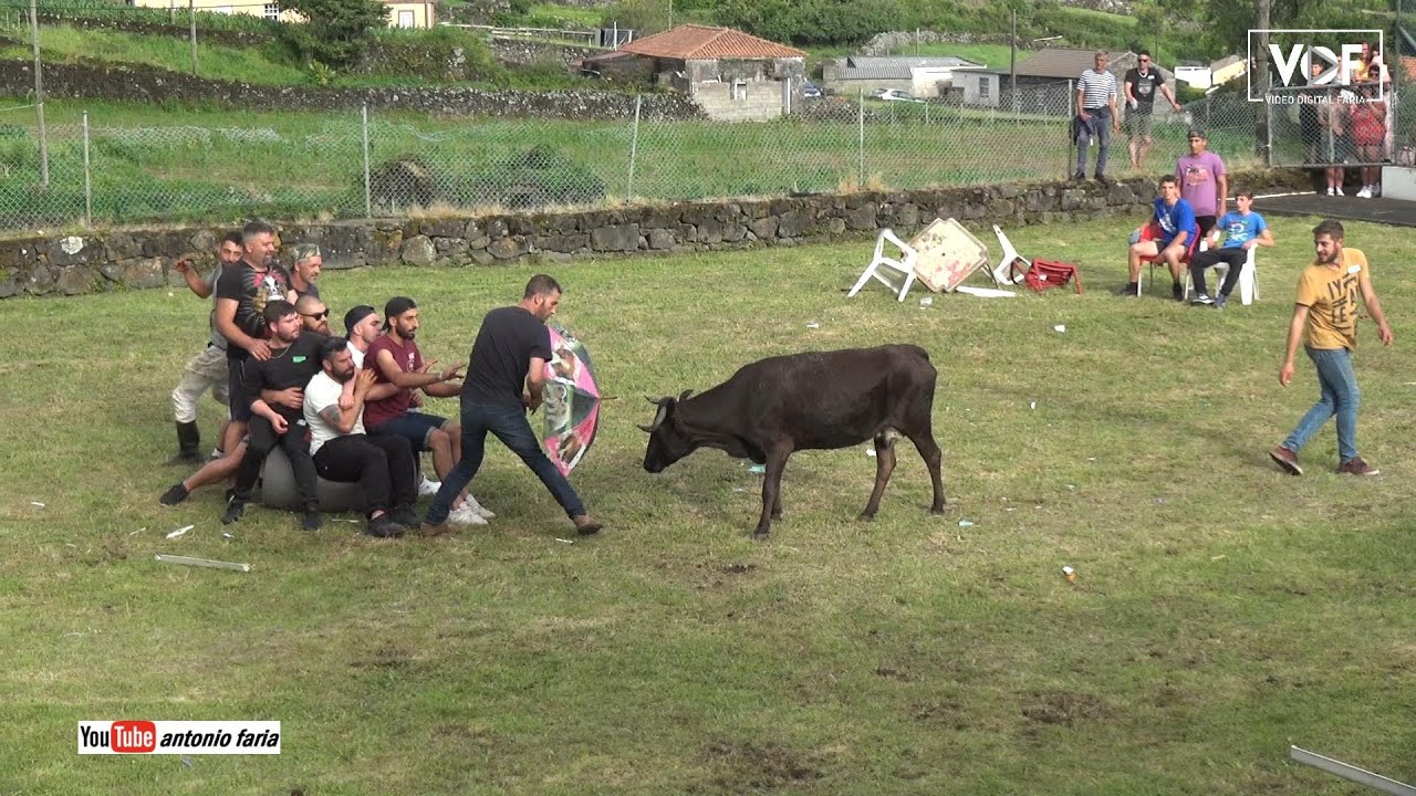 Vacada na Festa São João 2023 Santo Amaro Ilha São Jorge