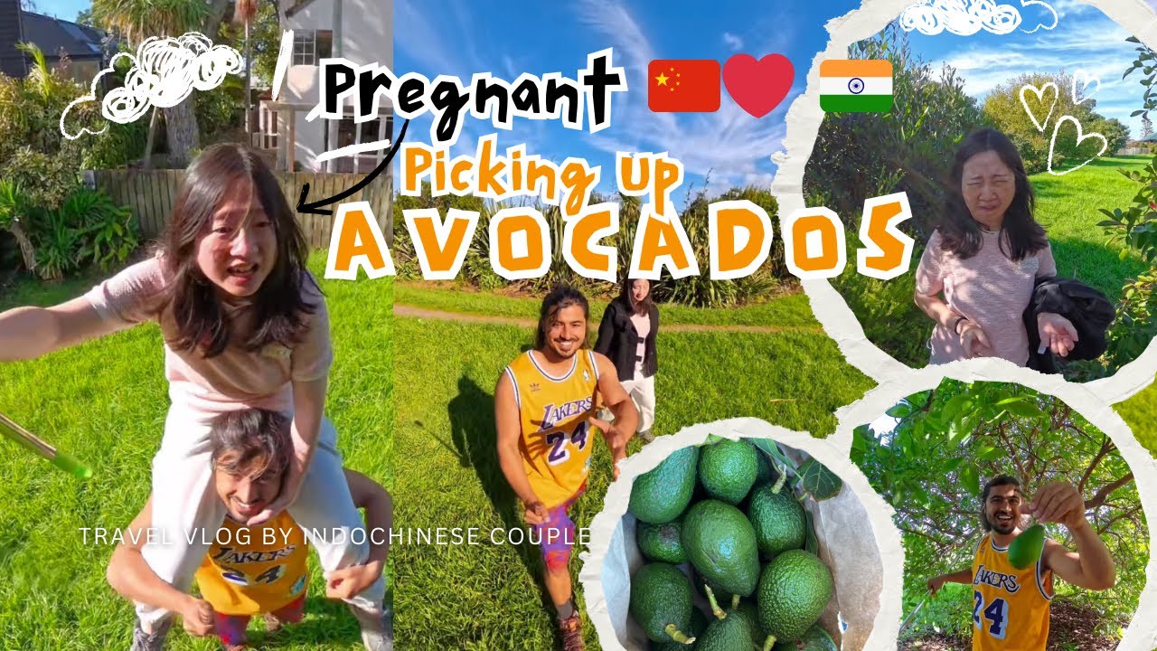 Avocado Picking | Couple vlog | Travel Vlog | Indochinese couple | New Zealand Vlog | Pregnancy | NZ