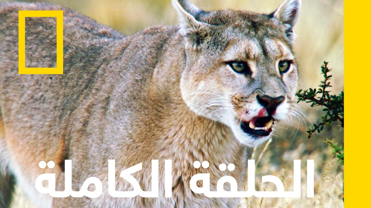 أرض الناجون | الأرجنتين البرية | ناشونال جيوغرافيك أبوظبي