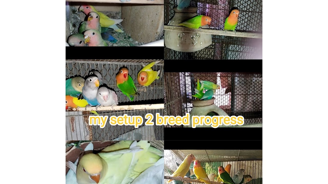 Most demandable  love birds progress Albino ,parblue,opline