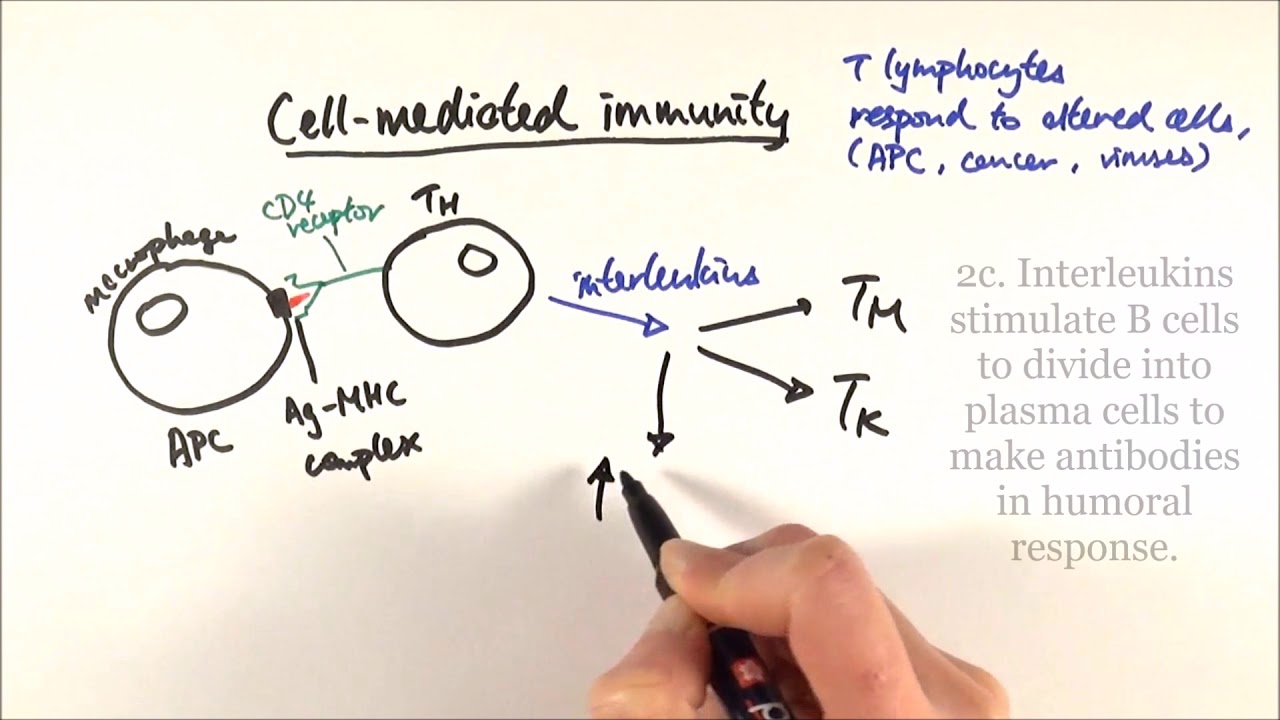 AS Biology - Cell-mediated immunity (OCR A Chapter 12.6)