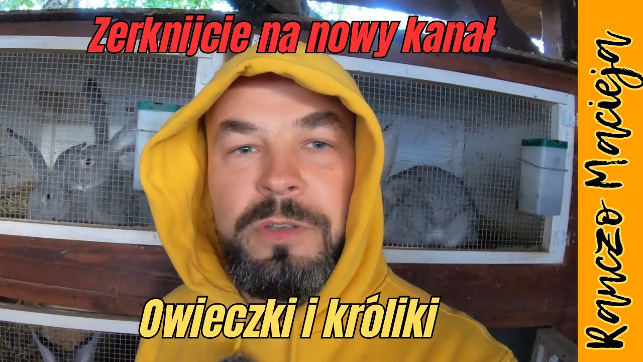 Owieczki i króliki #504 [4K]