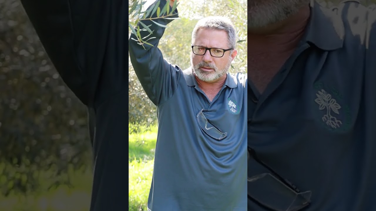דגשי גיזום ועיצוב עץ זית, ד