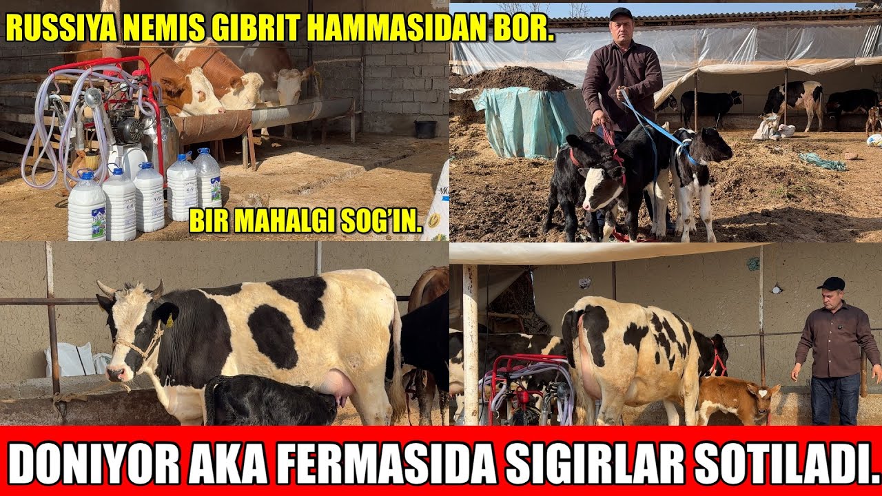DONIYOR AKA FERMASIDA BIRINCHI QORINGA TUQQAN SIGIRLAR SOTILADI.