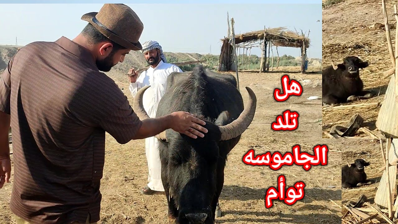 تربيه الجاموس الشاقه  في سوق الشيوخ  فلوك حيدر الزركاني مع سيد علي الياسري 