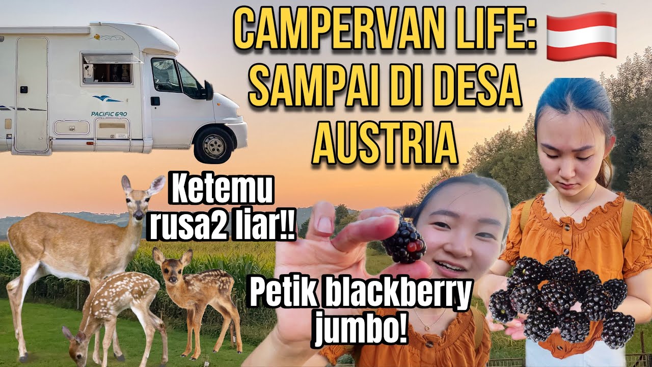 LAGI ASIK JALAN SORE MALAH KETEMU RUSA LIAR! KITA TERPUKAU #42