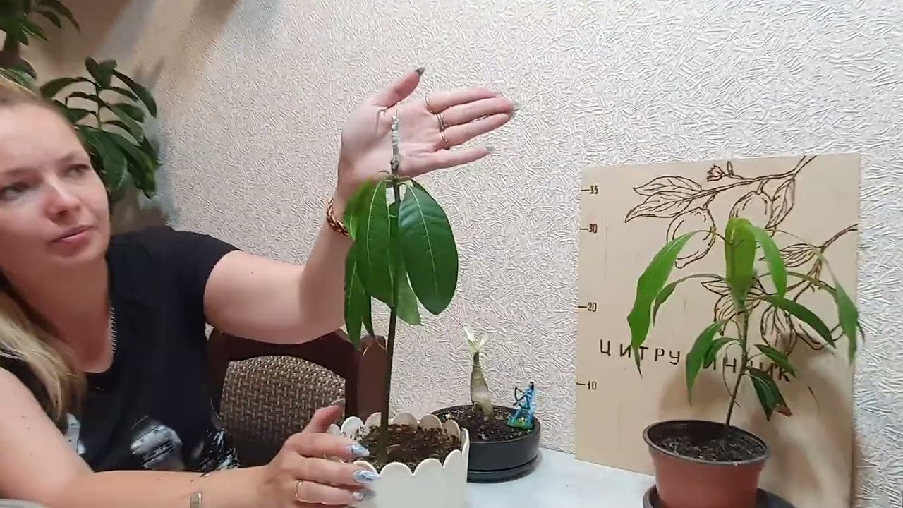 Как прививать манго и авокадо 🥑