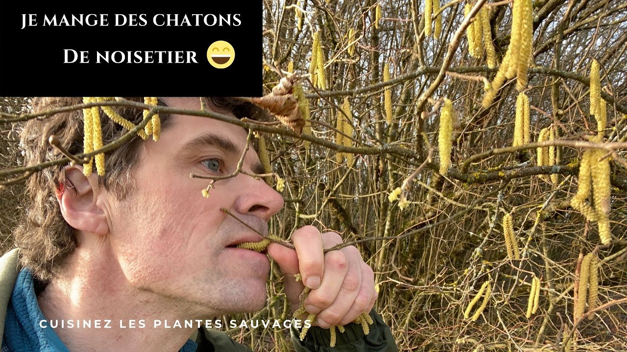 Noisetier au printemps, comment manger les chatons !!