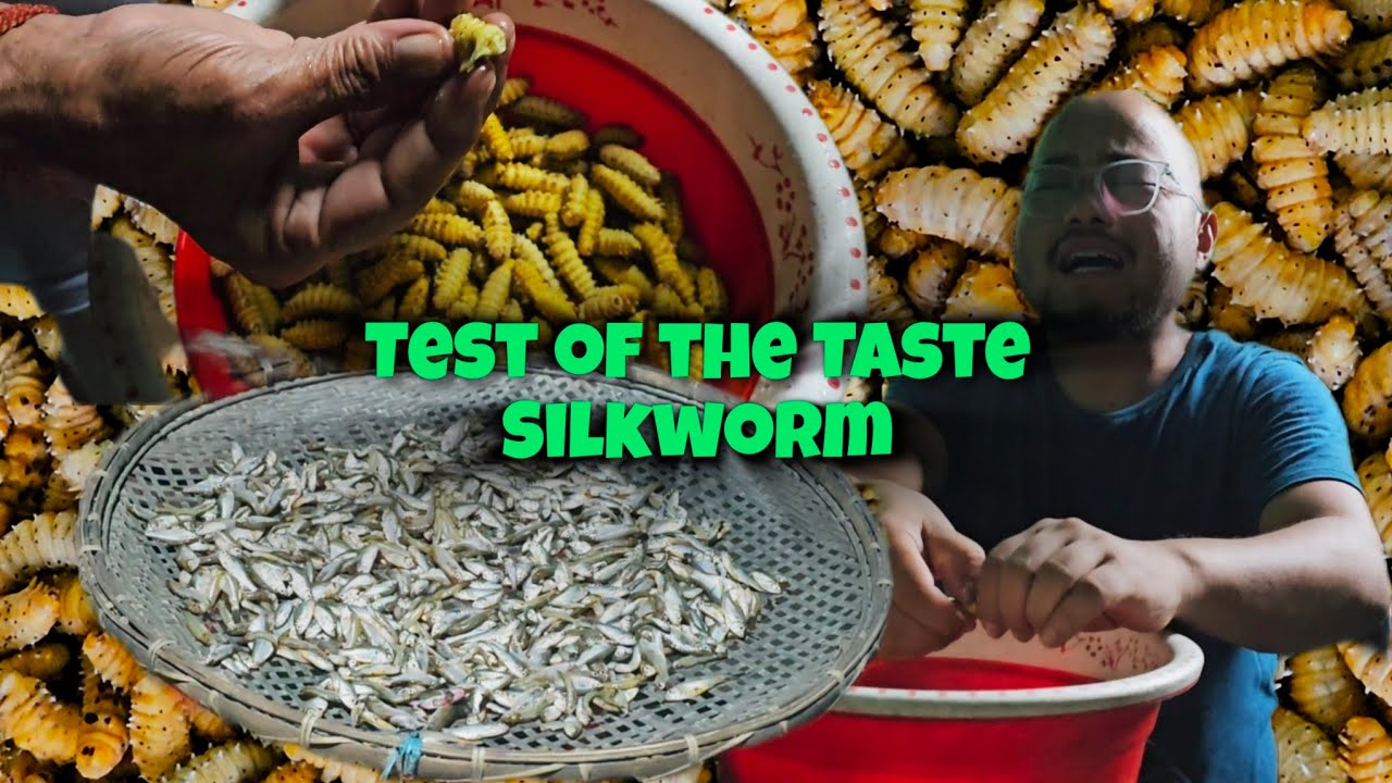 Test of the Taste | Silkworm larvae | A delicacy one must try | Assam @smileraivlogs
