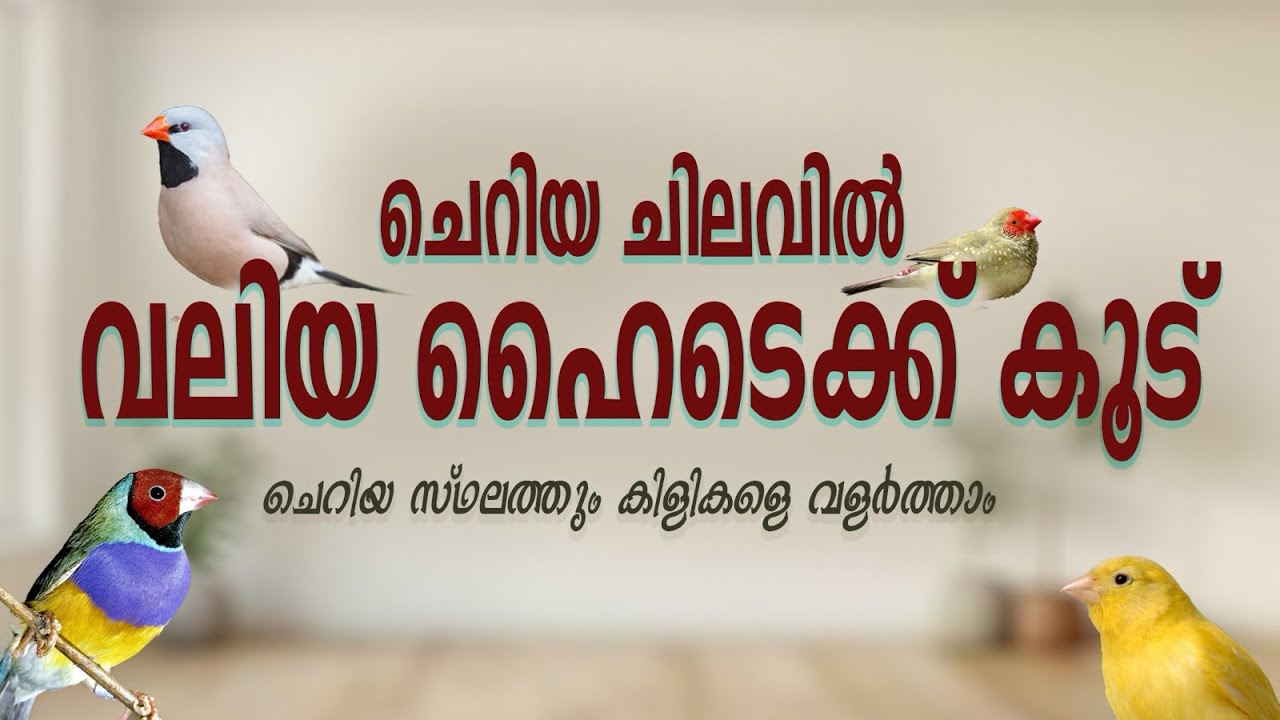 ഹൈടെക്ക് രീതിയിൽ കിളികളെ വളർത്തി വരുമാനം ഉണ്ടാക്കാം #finchaviary  #pets #shorts  #kerala #youtube