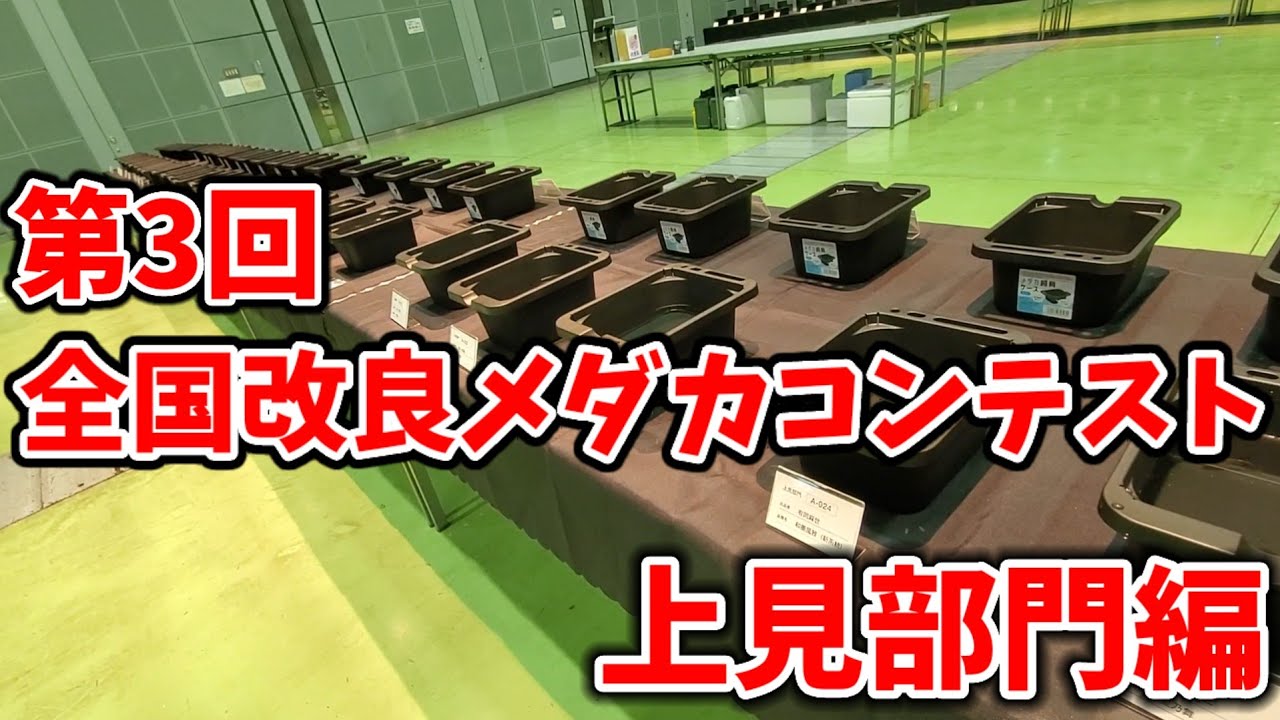 第3回全国改良メダカコンテスト【上見部門編／品種改良めだか品評会】東京メダカフェスティバル2024