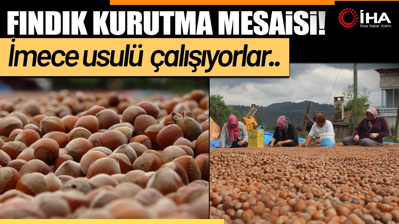 Ordu'da Fındık Üreticilerinin Zorlu Kurutma ve Seçme Mesaisi