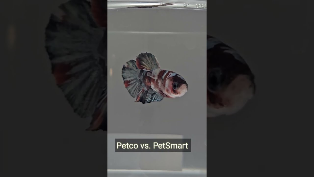 Уход за бойцовыми рыбками и сравнение Petco и Pet Smart для бойцовых рыбок.