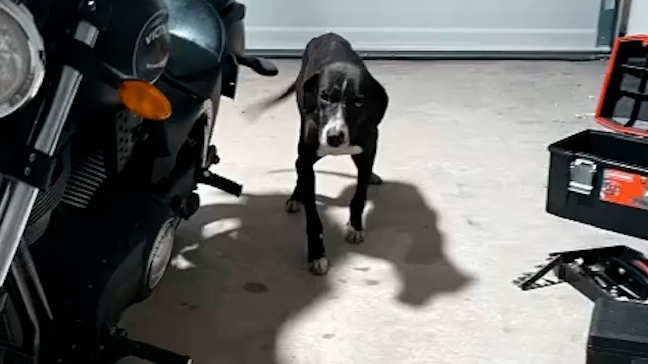 Homeless dog suddenly shows up on driveway