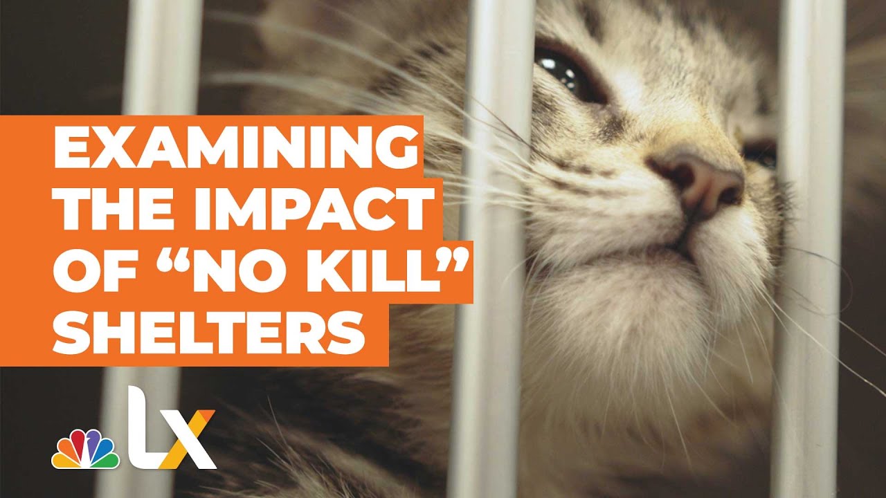'No-Kill' Shelter Movement Leading to Animal Living Conditions Worse Than Death? | NBCLX