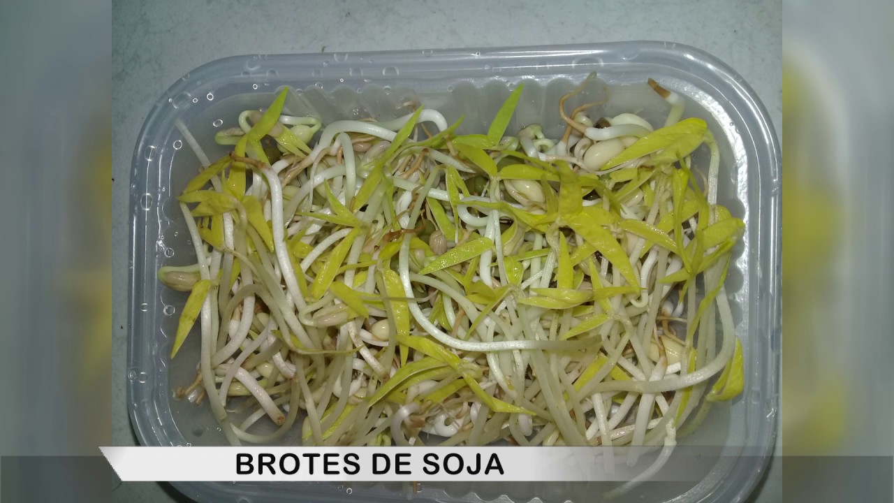 Curso de Capacitación - Brotes de Soja | Conciencia Argentina