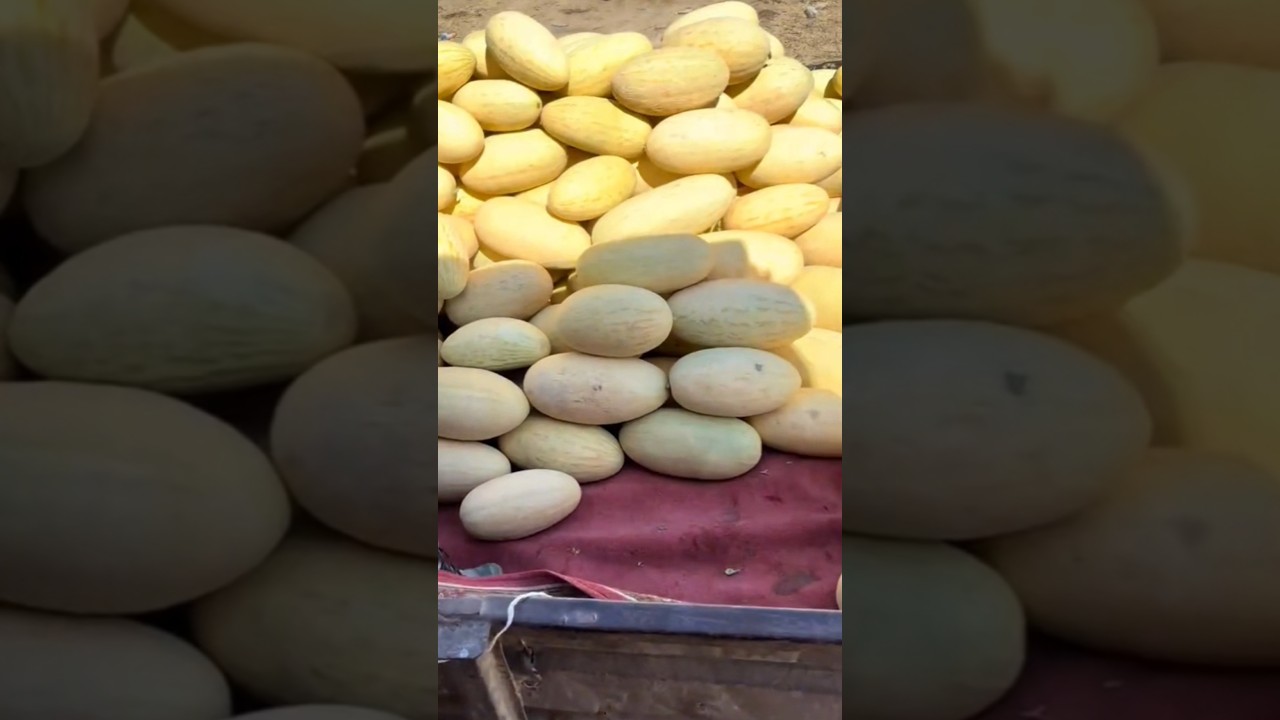 Дыня Торпедо 🍈💪🏻🚛 +79128475201 WA/TG
