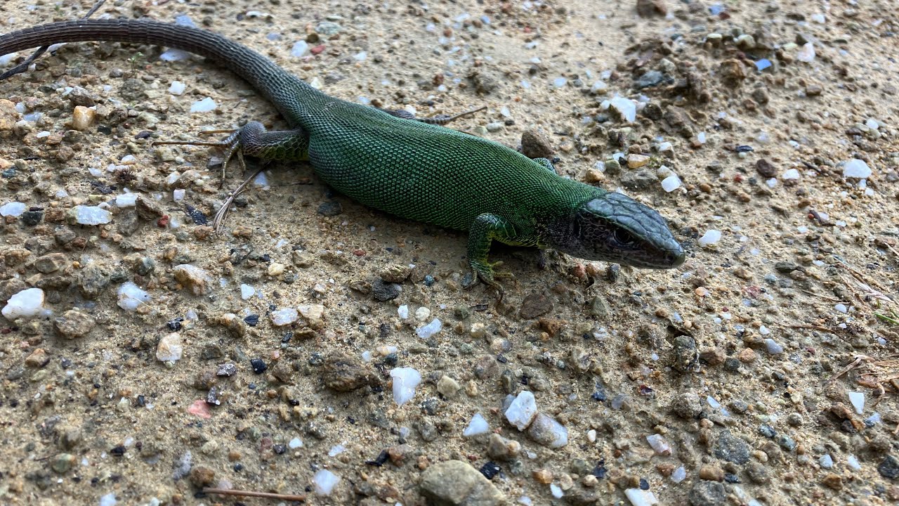Herping στο Χορτιάτη Μάιος 2023 - έγκυος πρασινόσαυρα, κονάκια, τυφλίνοι, ποταμοκάβουρας κι άλλα