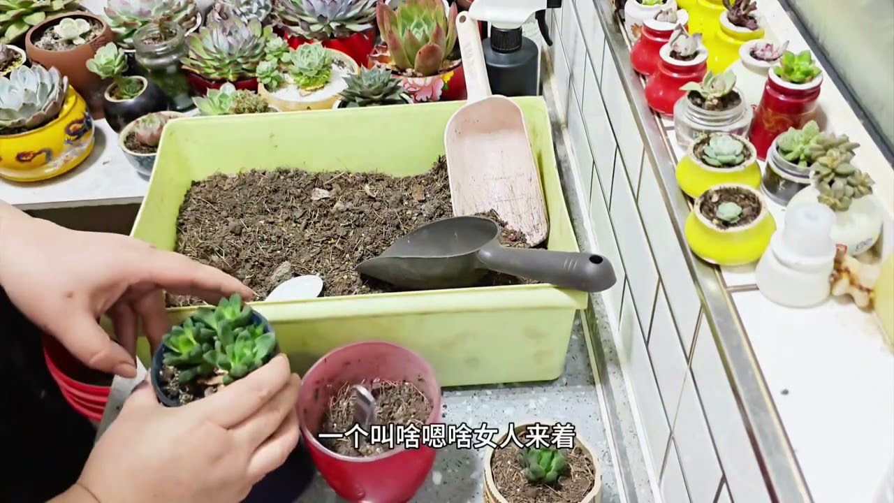 给玉露换换盆 #玉露#多肉#爱生活爱养花 Change the pot for Yulu # Yulu # Succulent # Love life, love flowers