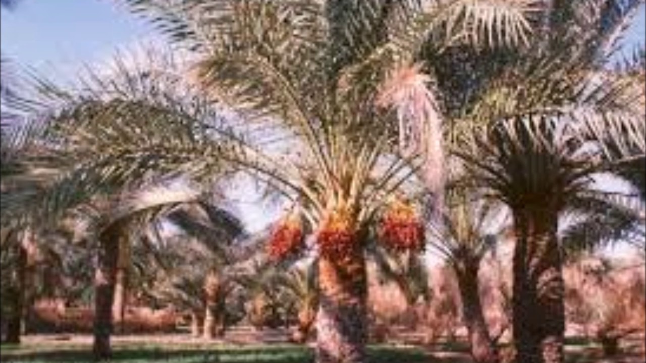 هانی و شی مرید