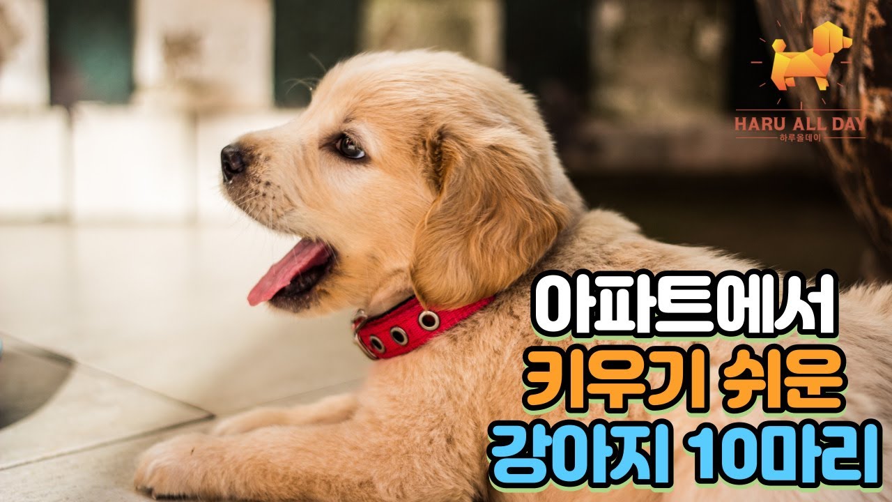 곧 강아지 키울 예정이시라면 주목해주세요! 아파트에서 키우기 쉬운 강아지 10마리!