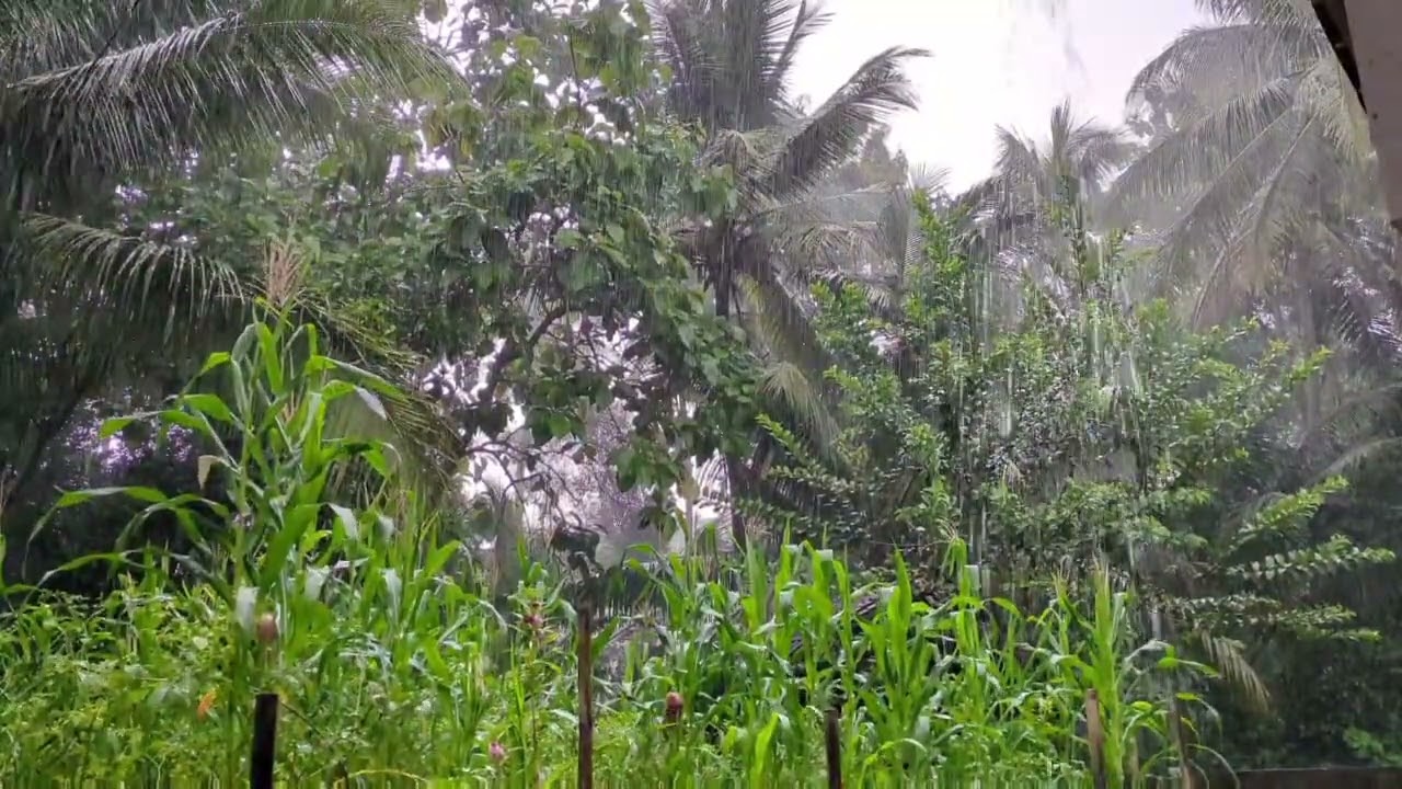 Instant Sleep: Heavy Rain on the Roof of a Rural House for 6 Hours (No Talking)