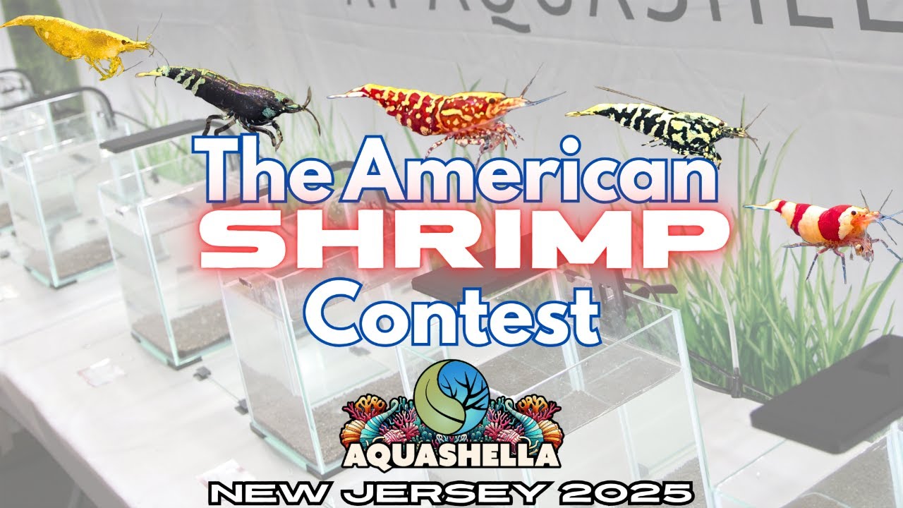 American Shrimp Contest 2025 | Aquashella New Jersey&rsquo;s