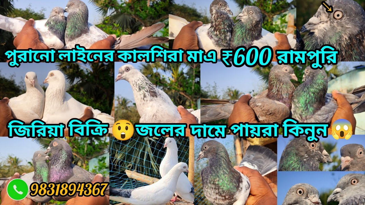 বিব়াট অফার পুব়ানো লাইনের কালশিরা মাএ ₹600 টাকা  ব়ামপুব়ি জিব়িয়া ও এক দম জলের দামে 😲 