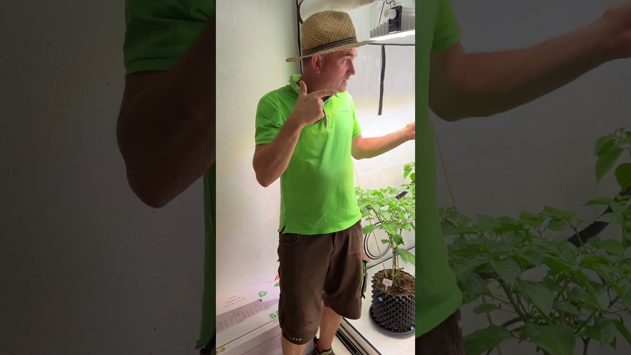 Sanlight LED Pflanzenlicht f&uuml;r den perfekten Chilianbau im Homebox Ambient Q120 🌶️👌👍🤩✌️😎👍.