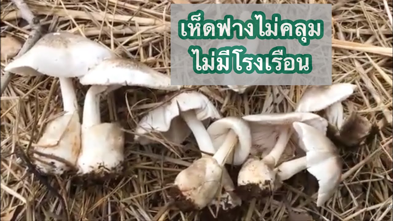 เพาะเห็ดฟางคนขี้เกียจ ปลูกเห็ดฟางแบบธรรมชาติ l บ้านไร่โฮมฮัก เกษตรสุขบ้านนา