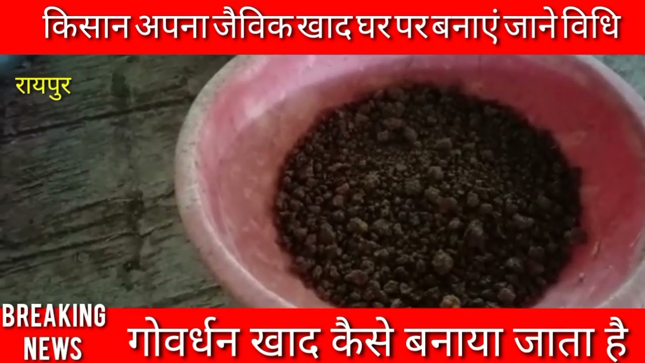 गोवर्धन खाद बनाने का तरीका सीखे @joharbharatnews #india #cg #kisan