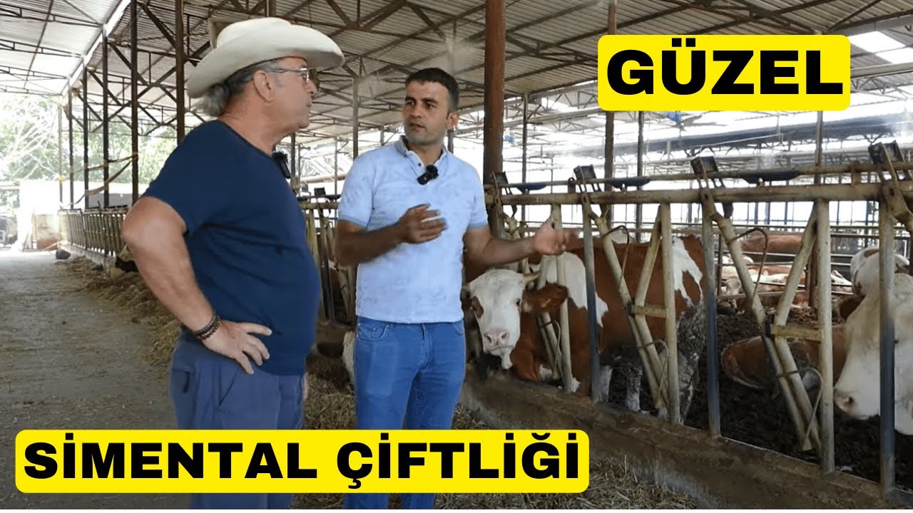 GÜZEL BİR SİMENTAL ÇİFTLİĞİ (Verimleri Artıyor)