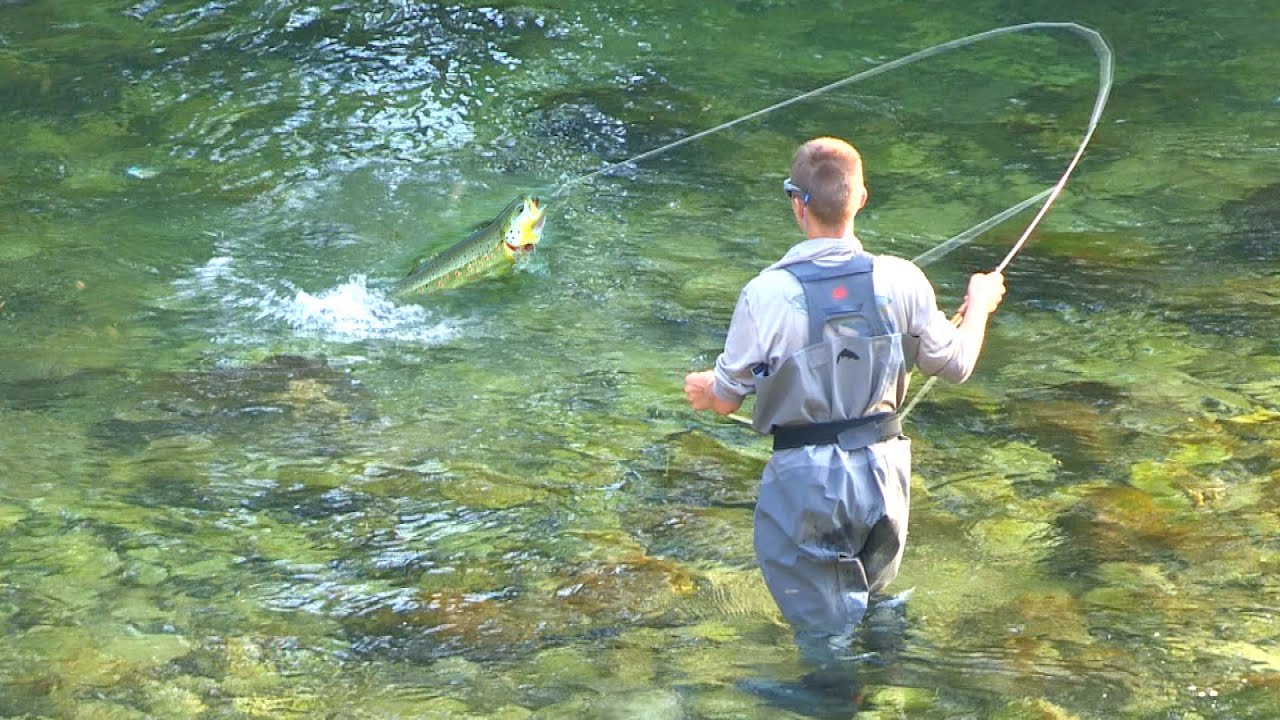 Pecanje pastrmke Sava Bohinjka u Sloveniji - Mušičarenje | Fly fishing in Slovenia