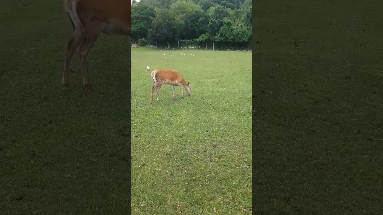 Nice Deer On A Farm In Great Britain