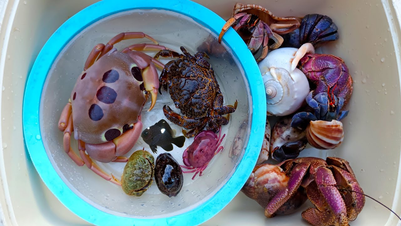WOW SERU! Menemukan Kelomang Besar dan Kepiting laut, Keong, Siput, Kerang, Ikan Hias, Lobster
