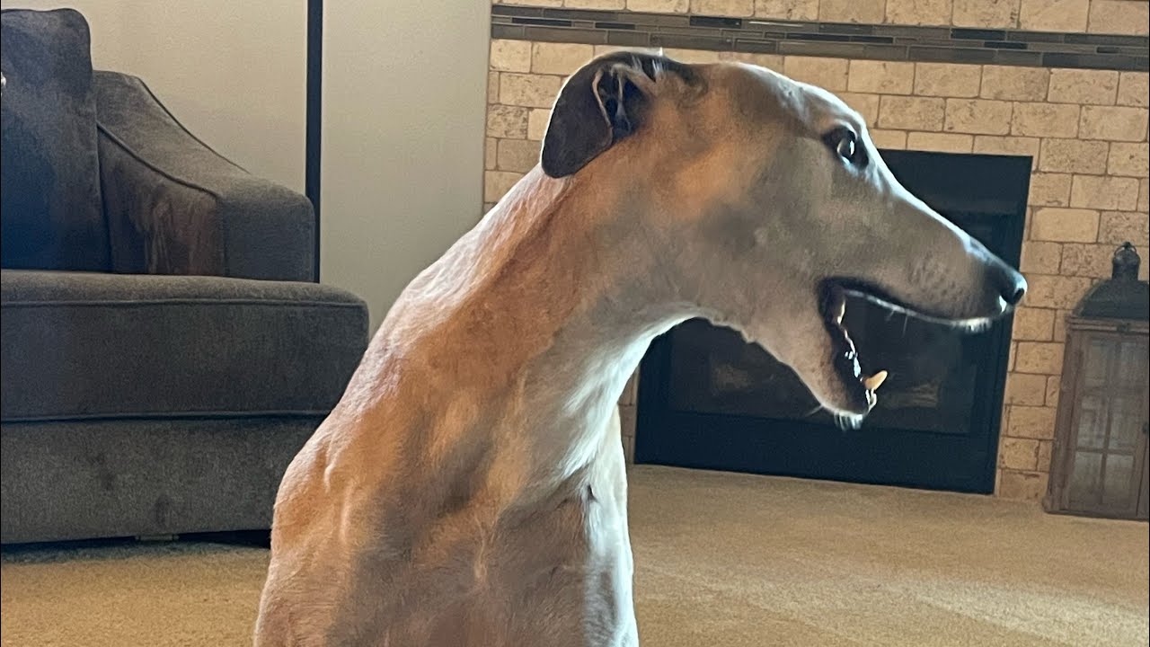 Simon our greyhound playing with his monkey and doing zoomies.