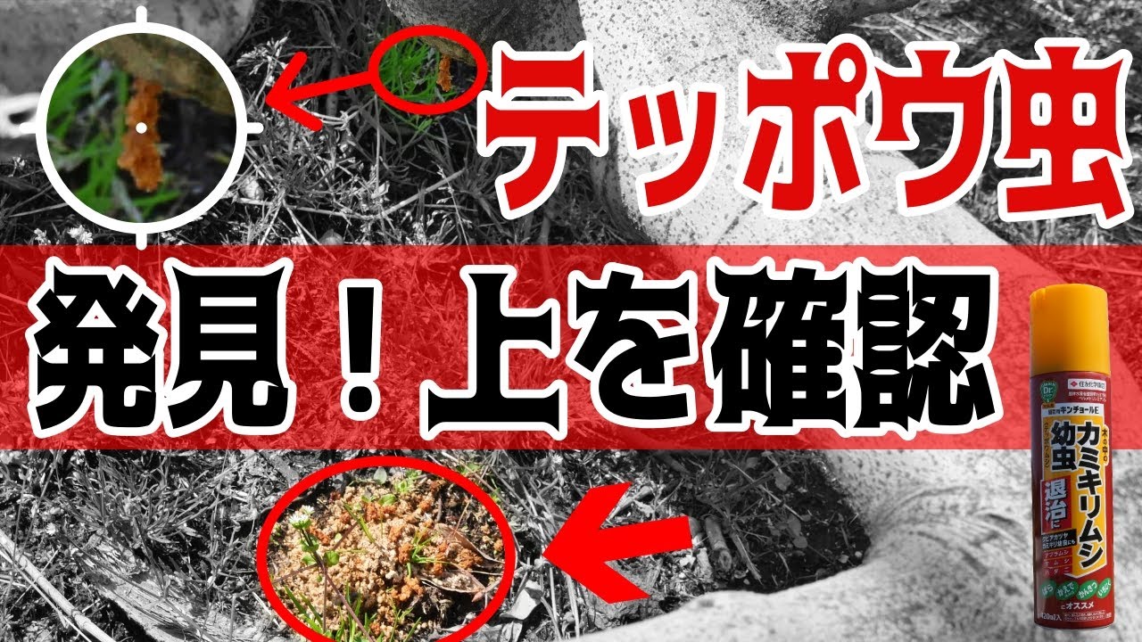 カミキリ虫（テッポウ虫）駆除について　いちじくVlog　#19　2021