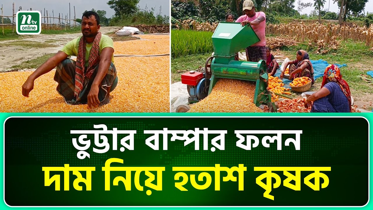 ভুট্টার ন্যায্য দাম না পেয়ে লোকসানের মুখে কৃষক | Manikganj | Corn | NTV News