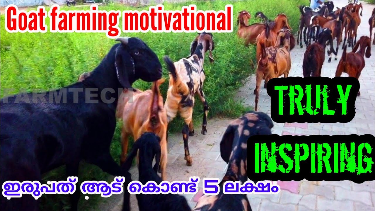 Goat farming motivation/ഇരുപത് ആട് കൊണ്ട് 5 ലക്ഷം സമ്പാദിക്കുന്ന ബീഹാറി സ്ത്രീ, truly inspiring!