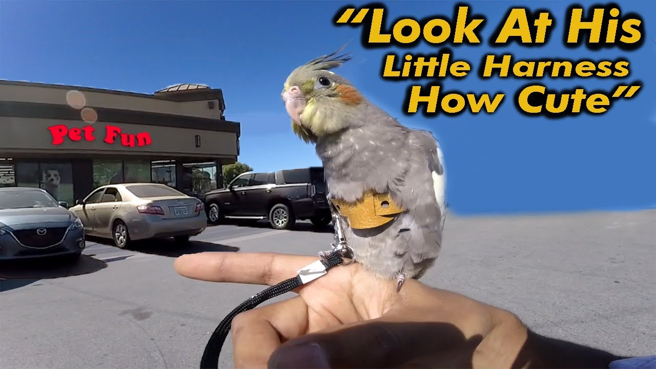 Brave Cockatiel Wearing tiny Harness Visit's Pet Store! (First Time Out In Public)