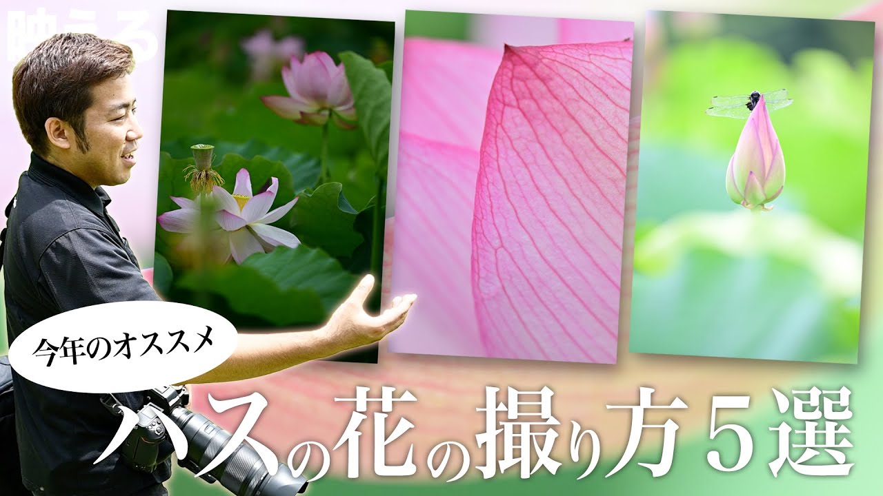 【初心者でも撮れる】ハスの花の撮り方５選！望遠とマクロレンズ撮影テクニック